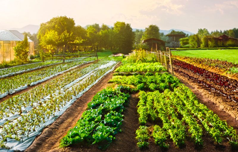 da locci castelfiorentino trovi tutto quello che serve per il tuo orto